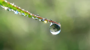 health benefits of morning dew drops images